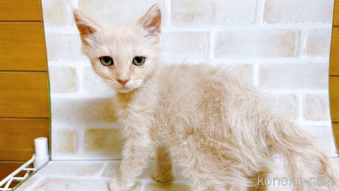 成約済の東京都のマンチカン-71664の1枚目