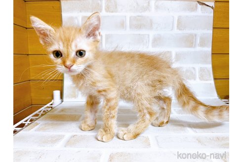 成約済の東京都のマンチカン-70545の7枚目