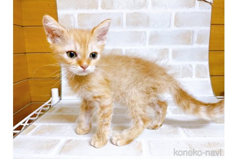 成約済の東京都のマンチカン-70545の8枚目