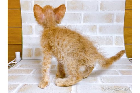 成約済の東京都のマンチカン-70545の9枚目