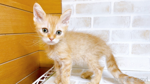 成約済の東京都のマンチカン-70545の6枚目