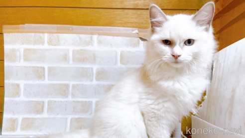 成約済の東京都のラグドール-67949の1枚目