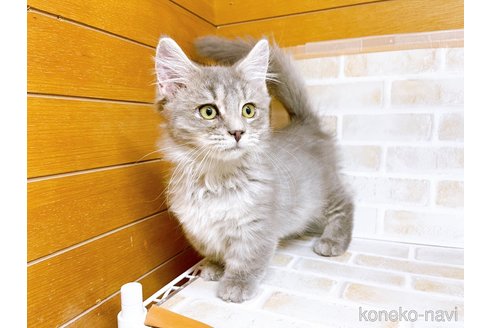 成約済の東京都のマンチカン(短足)-68430の2枚目