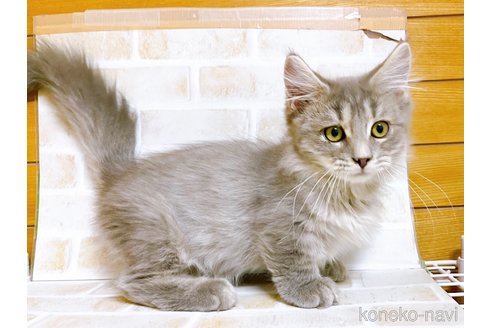 成約済の東京都のマンチカン(短足)-68430の3枚目