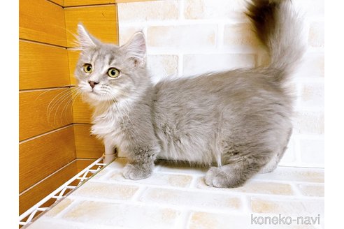 成約済の東京都のマンチカン(短足)-68430の4枚目