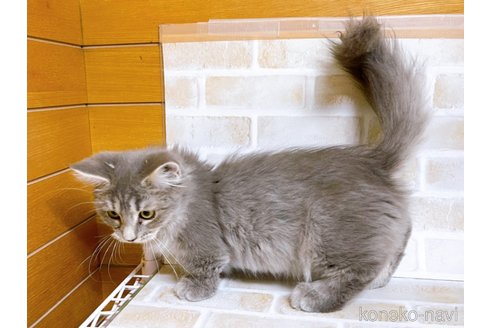 成約済の東京都のマンチカン(短足)-68430の5枚目