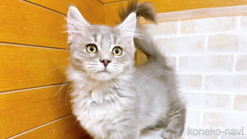 成約済の東京都のマンチカン(短足)-68430の1枚目