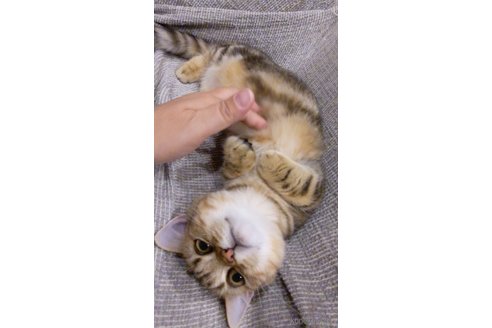 成約済の埼玉県のミヌエット(短足)-67206の4枚目