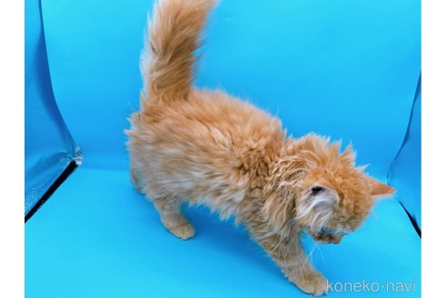 成約済の東京都のミヌエット-68405の15枚目