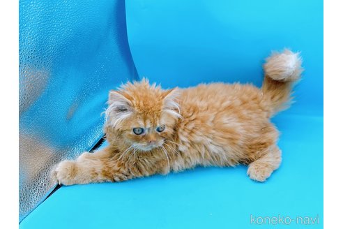 成約済の東京都のミヌエット-68405の14枚目