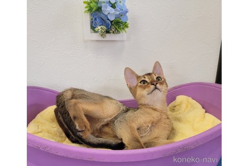成約済の埼玉県のアビシニアン-71767の3枚目
