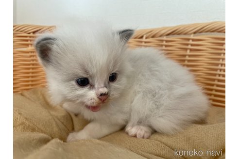 成約済の東京都のラグドール-71777の2枚目