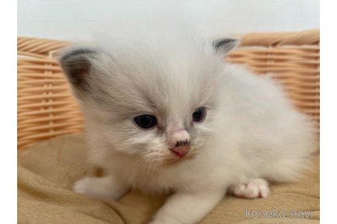 成約済の東京都のラグドール-71777の3枚目