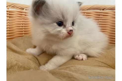 成約済の東京都のラグドール-71777の4枚目