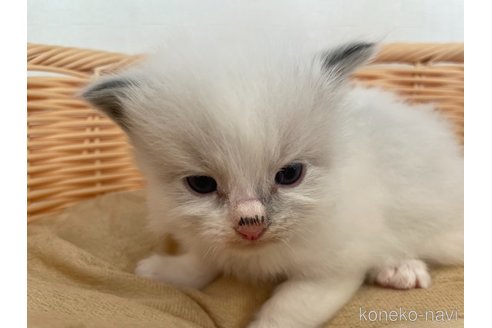 成約済の東京都のラグドール-71777の7枚目