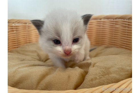 成約済の東京都のラグドール-71779の1枚目