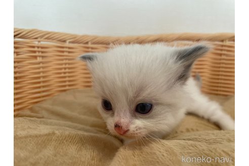 成約済の東京都のラグドール-71780の3枚目