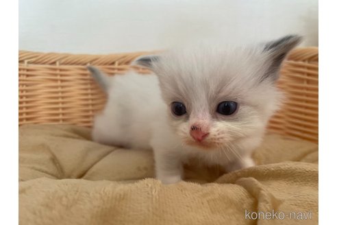 成約済の東京都のラグドール-71780の4枚目