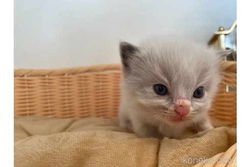 成約済の東京都のラグドール-71781の3枚目