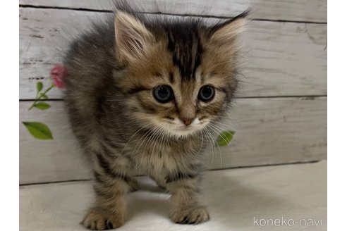 成約済の山梨県のマンチカン-71824の5枚目