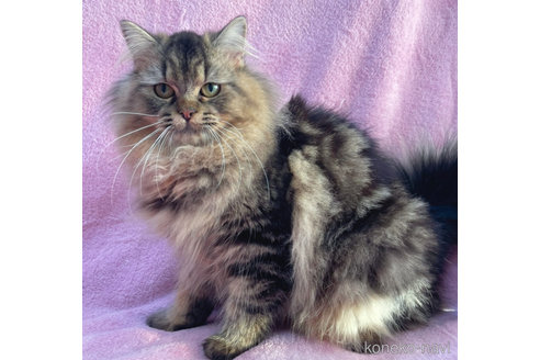 成約済の神奈川県のラガマフィン-52670の4枚目