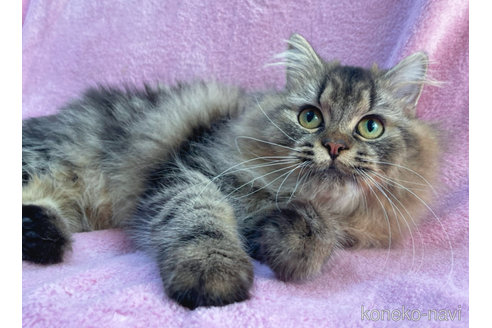 成約済の神奈川県のラガマフィン-52670の3枚目