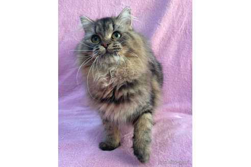 成約済の神奈川県のラガマフィン-52670の2枚目