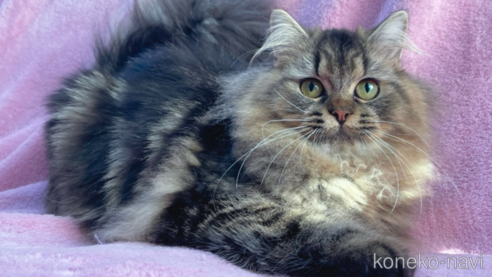 成約済の神奈川県のラガマフィン-52670の1枚目