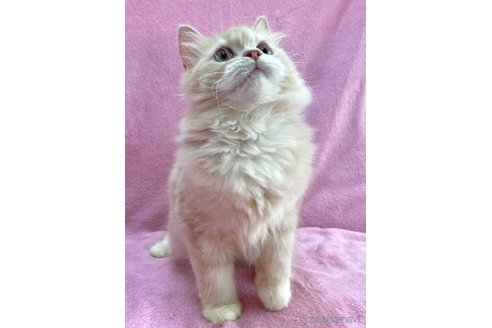 成約済の神奈川県のサイベリアン-71858の6枚目