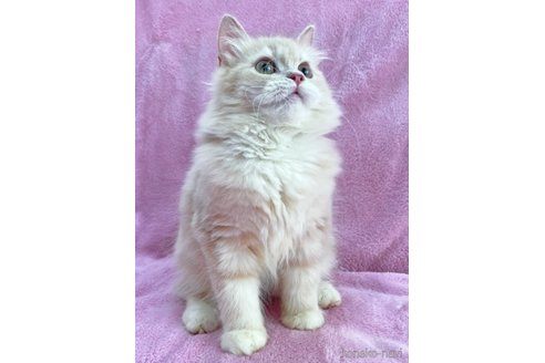 成約済の神奈川県のサイベリアン-71858の7枚目