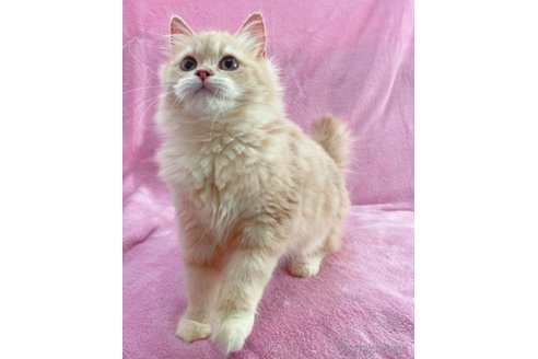 成約済の神奈川県のサイベリアン-71858の2枚目