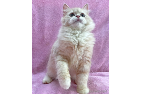 成約済の神奈川県のサイベリアン-71858の3枚目