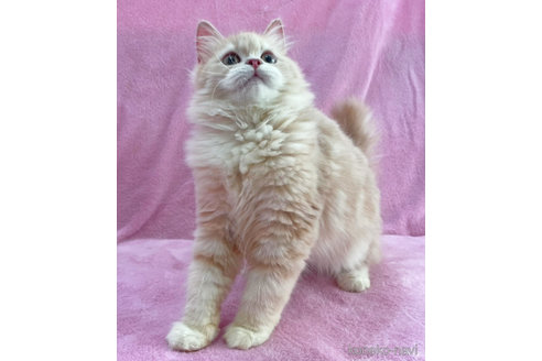 成約済の神奈川県のサイベリアン-71858の4枚目