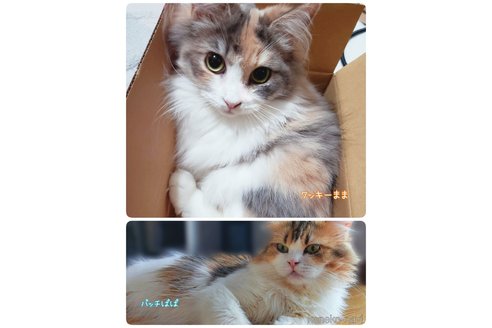 成約済の神奈川県のサイベリアン-71858の5枚目