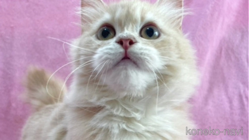 成約済の神奈川県のサイベリアン-71858の1枚目