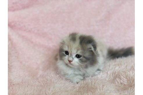 成約済の三重県のスコティッシュフォールド(折れ耳)-71869の2枚目