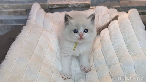 成約済の茨城県のラグドール-70768の6枚目