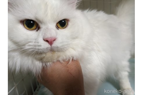 ののラガマフィン-