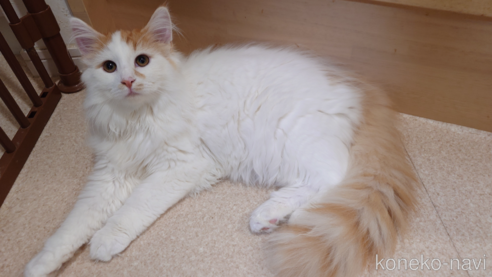 成約済の埼玉県のノルウェージャンフォレストキャット-67039の3枚目