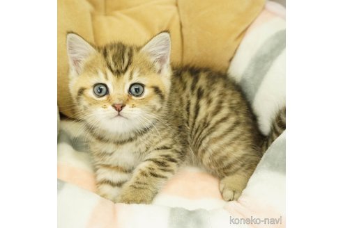 成約済の千葉県のミヌエット-71958の2枚目