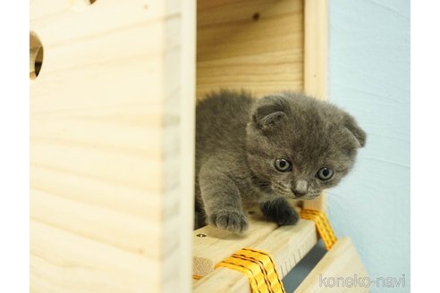 成約済の千葉県のスコティッシュフォールド(折れ耳)-71962の9枚目