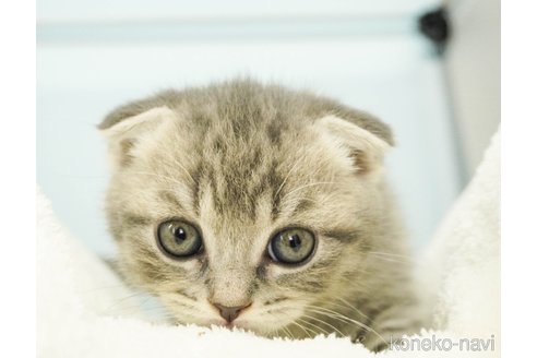 成約済の千葉県のスコティッシュフォールド(折れ耳)-71964の4枚目