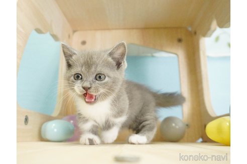 成約済の千葉県のマンチカン(短足)-71970の5枚目