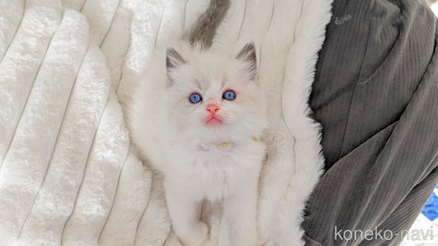 成約済の茨城県のラグドール-70768の3枚目
