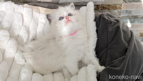 成約済の茨城県のラグドール-71033の3枚目