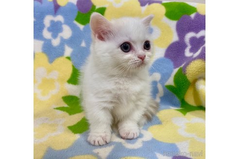 成約済の神奈川県のマンチカン-71982の3枚目