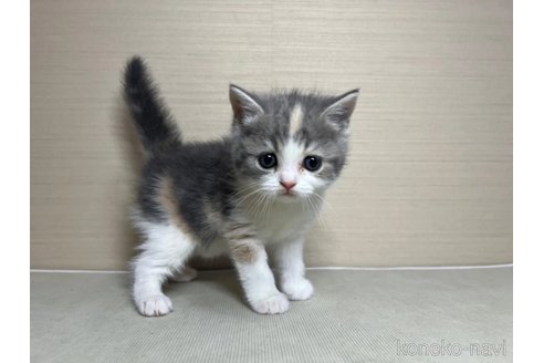 成約済の茨城県のスコティッシュフォールド-72038の1枚目