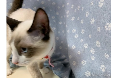 成約済の埼玉県のラグドール-72084の16枚目