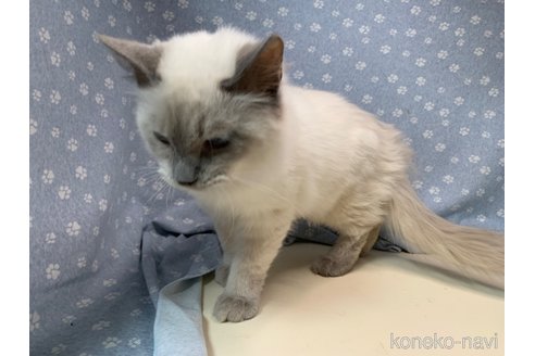 成約済の埼玉県のラグドール-72085の9枚目