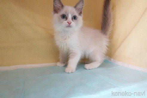 成約済の東京都のラグドール-70796の2枚目